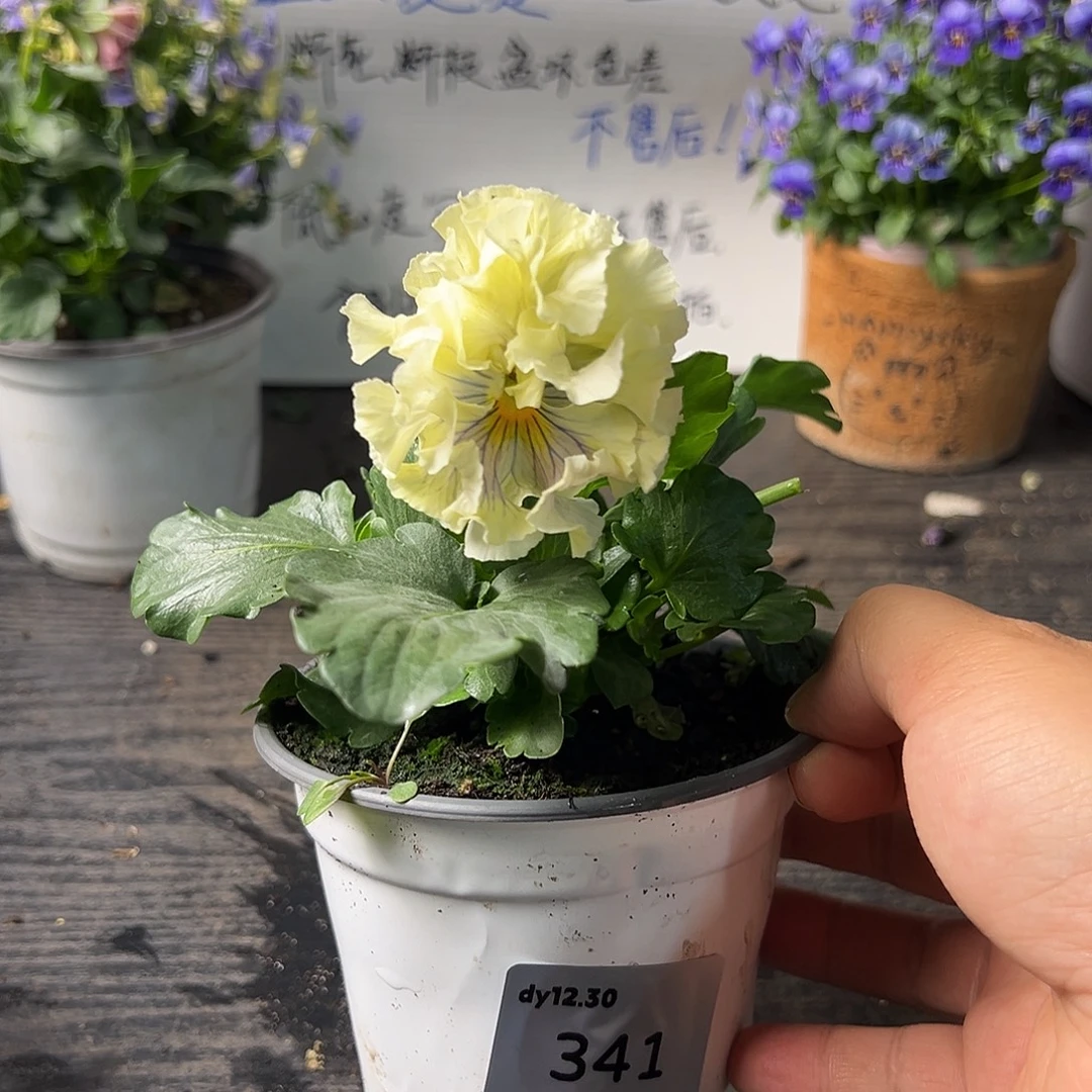 当前无花朵，栽培后可花朵341号