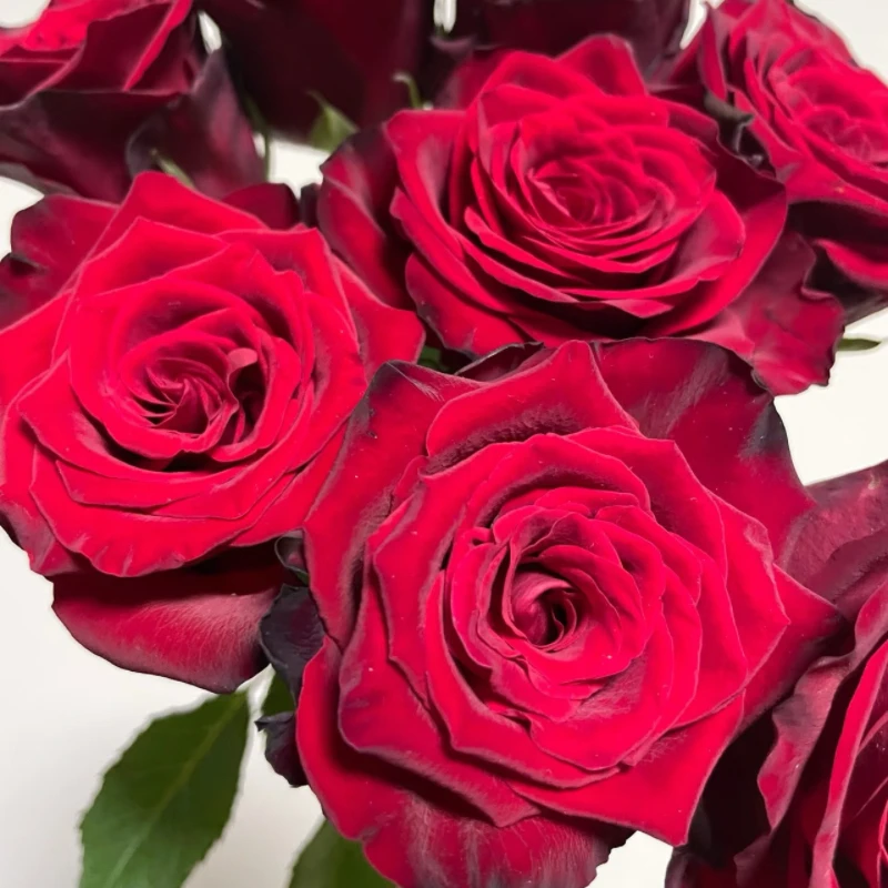 鲜花【传奇】同地址两单以上顺丰/德邦空运包邮+送配草1扎