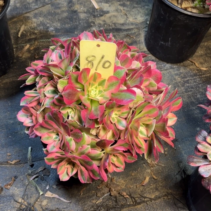 810粉女巫多肉一物一拍