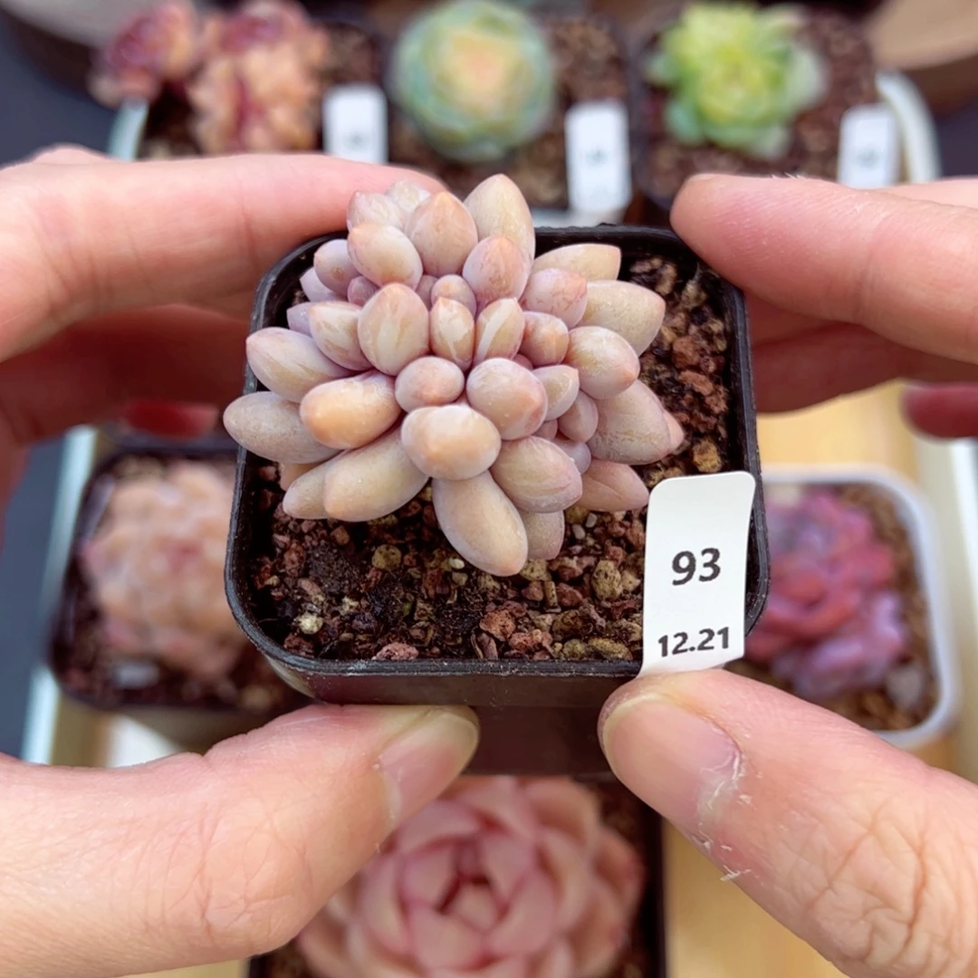 好好看93、哈哈哈哈