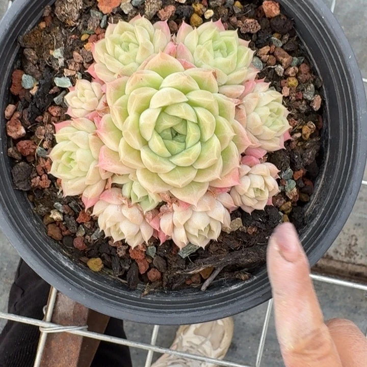 不知名完美捧花多肉植物