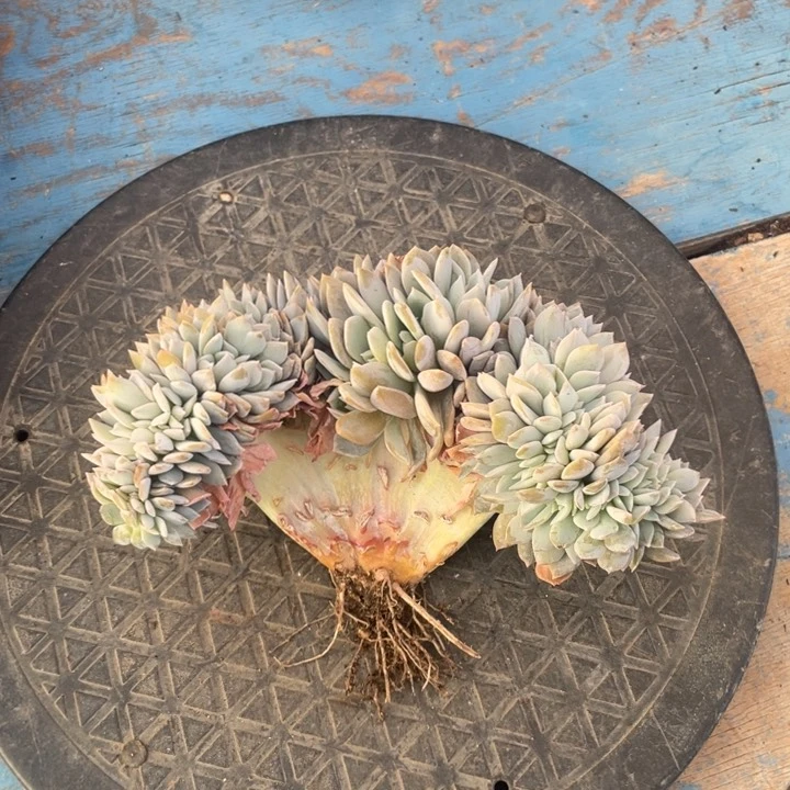 【闪购商品】白茶缀