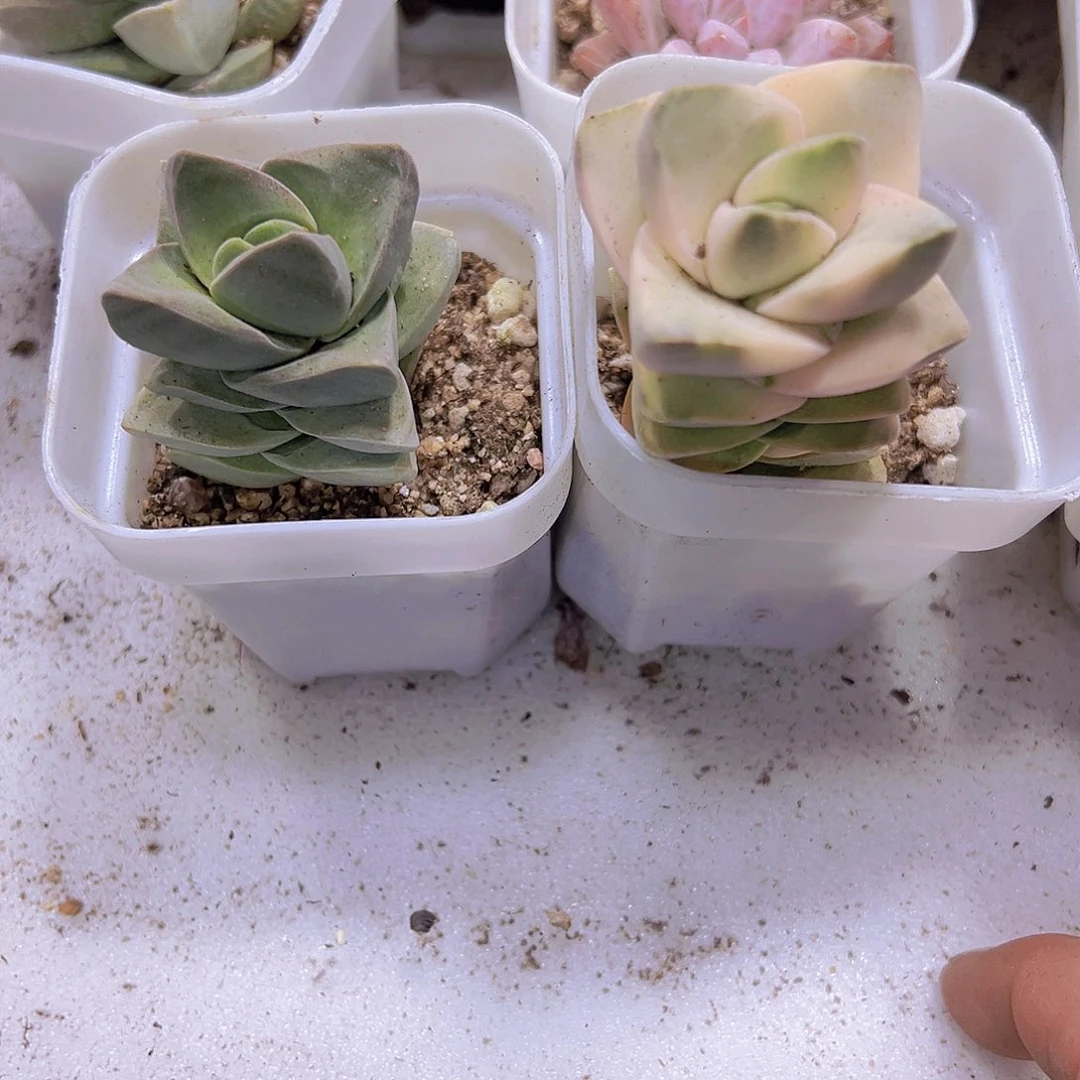 纪之川组合2个19包邮