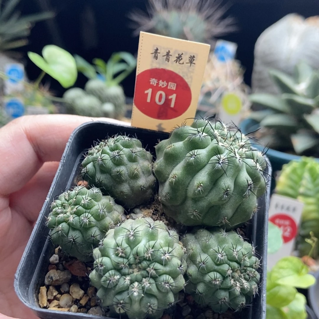 实生黑刺智利球群一颗