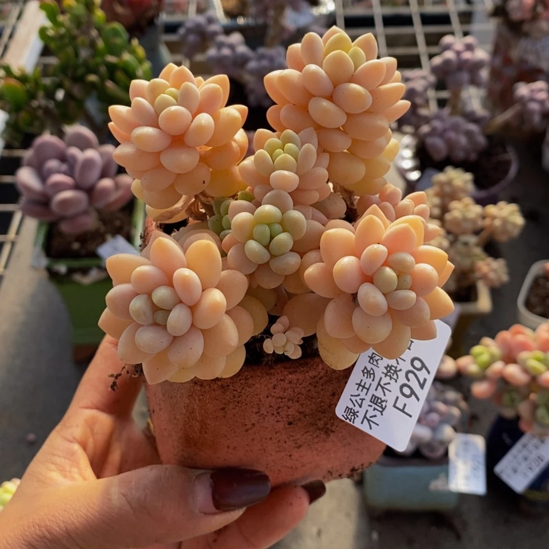 洛可可929/8c m运输掉叶