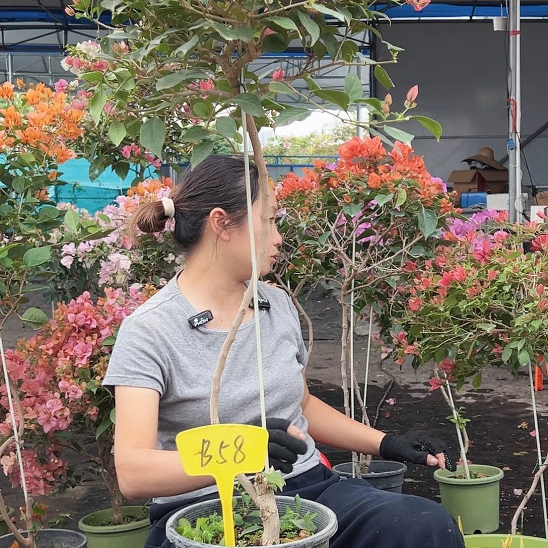 中***女大部分花苞少量开放B58伊莎贝拉酒红