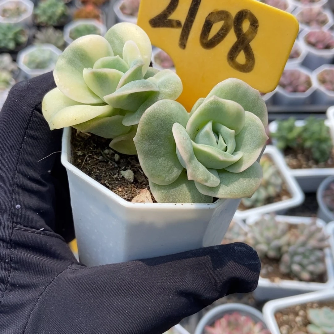 2108可爱玫瑰锦多肉植物保护