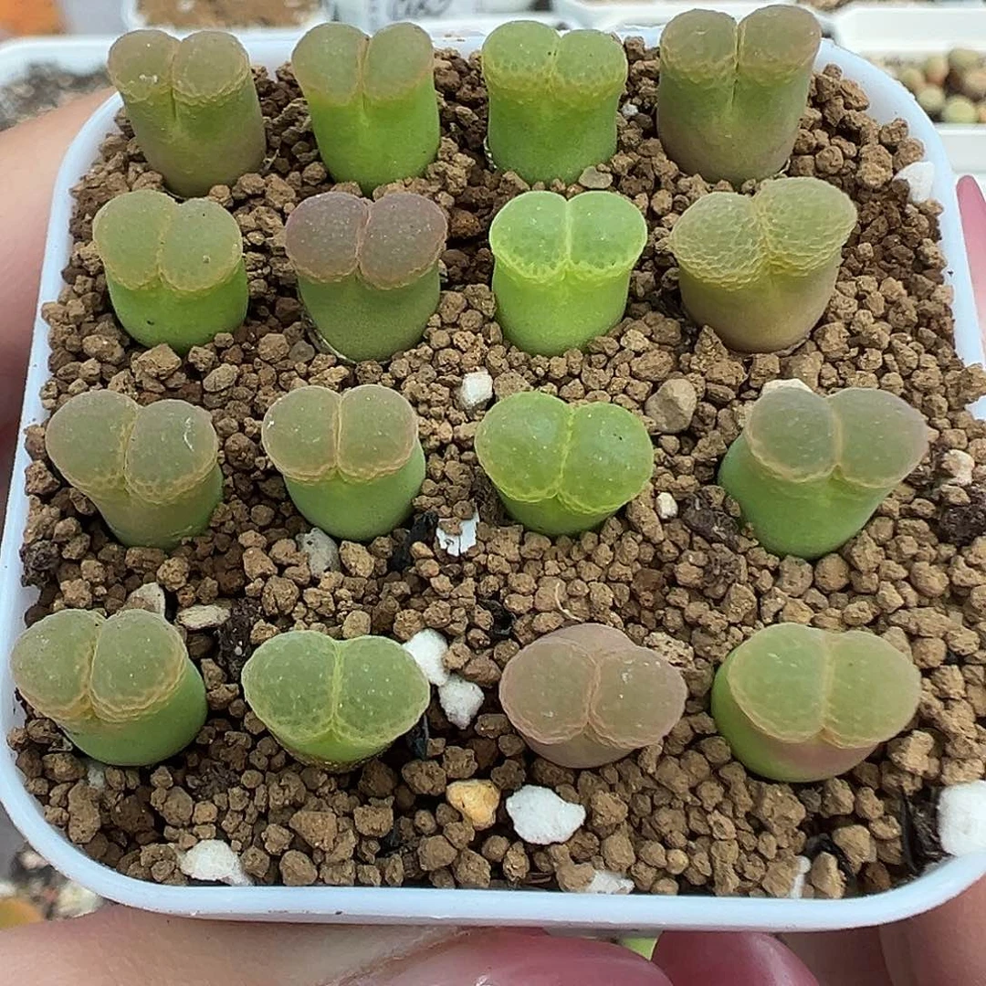 225粉樱1453.9裸根发货