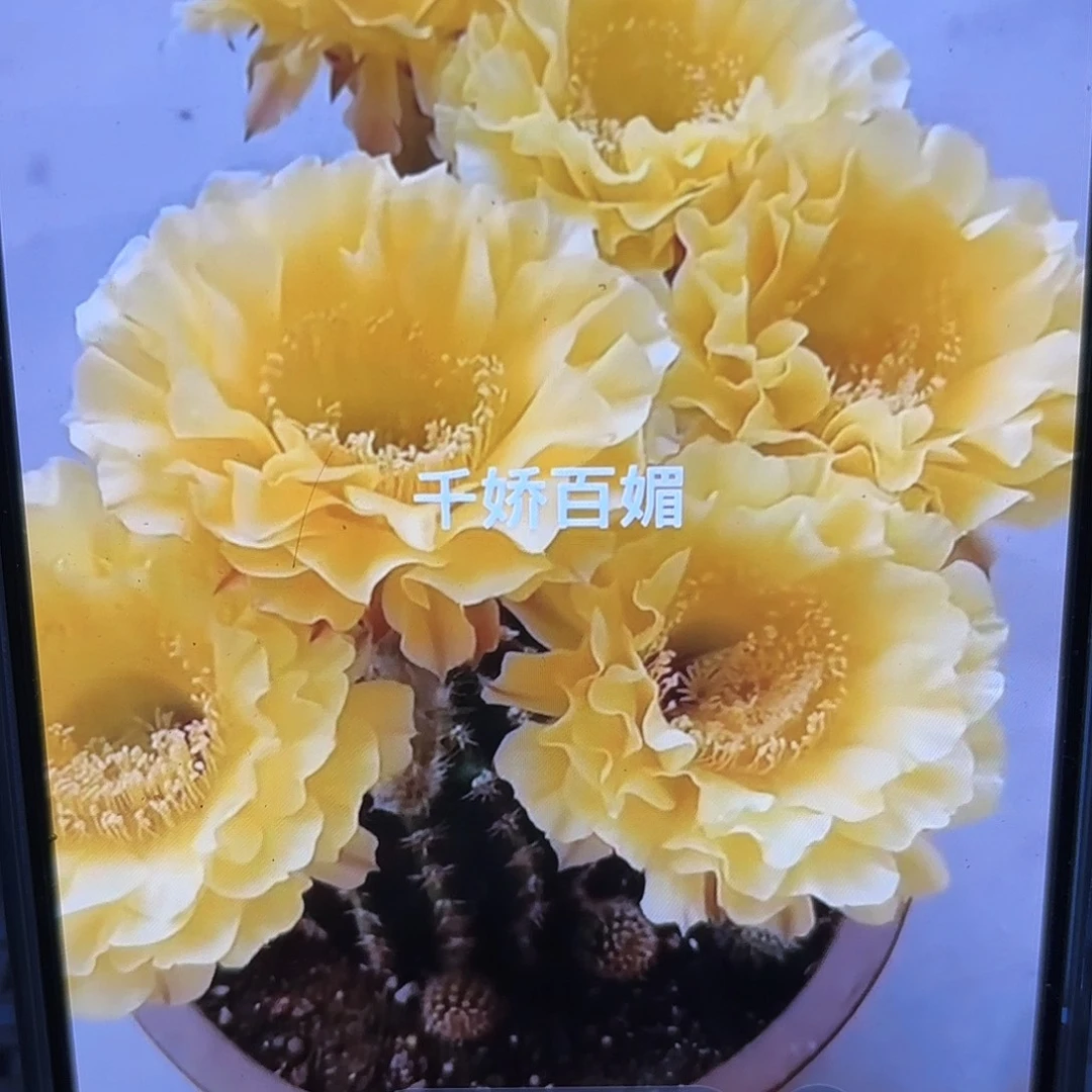 娇媚彩侧牙20包邮仙人球57