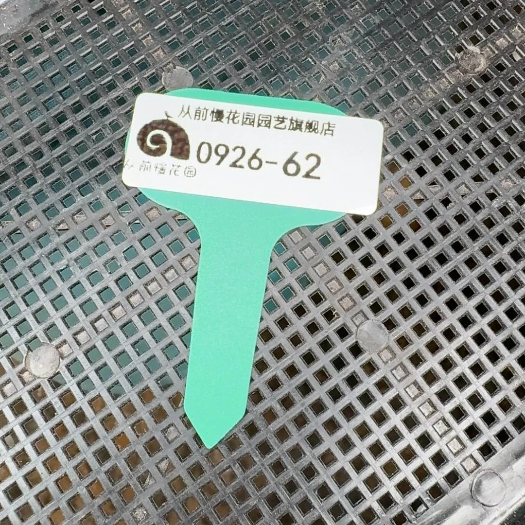 从前慢多肉精选编号0926.62