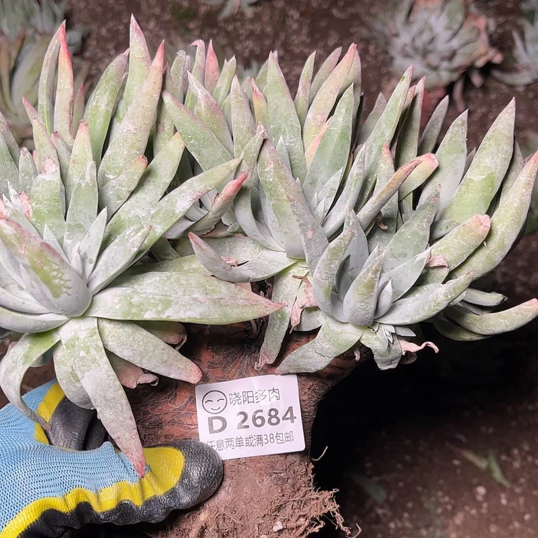 2684蓦然一白菊仙女杯多肉