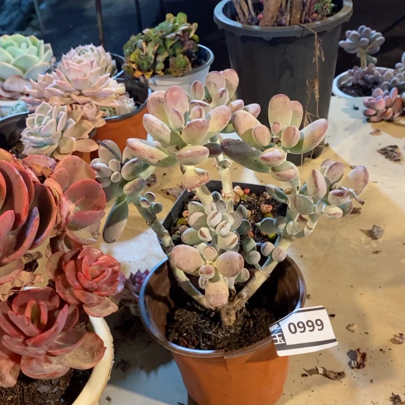 【闪购商品】乒乓福娘0999