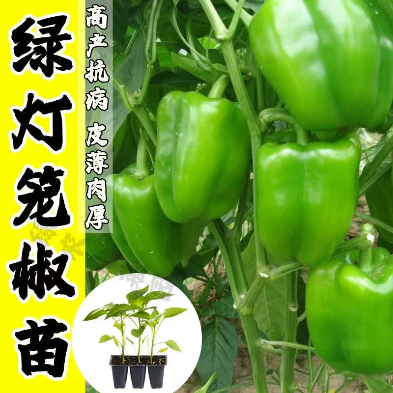 （拍2份发3份）不辣灯笼椒 种苗四季蔬菜辣椒苗高产优质种苗穴盘苗