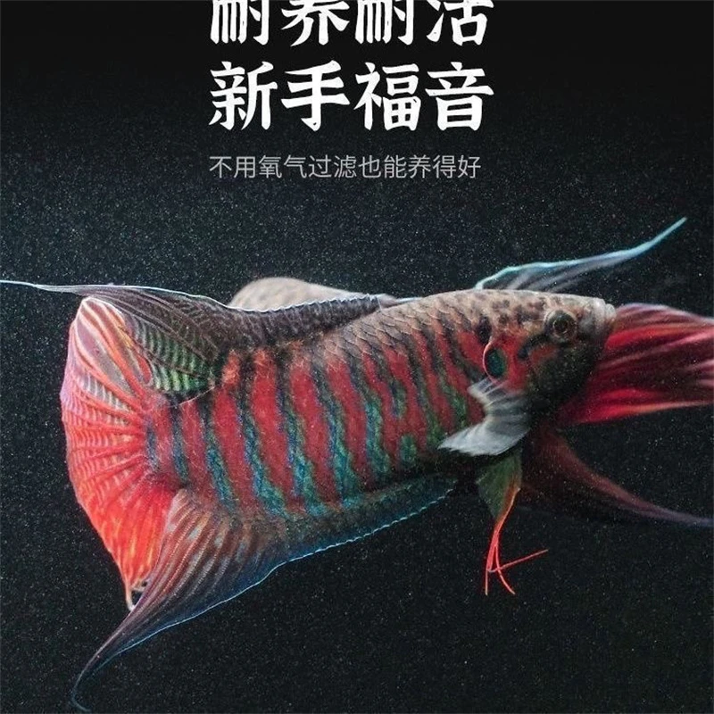 巨普斗鱼中国斗鱼菩萨鱼淡水冷水观赏鱼小型耐养新手好养不用打氧