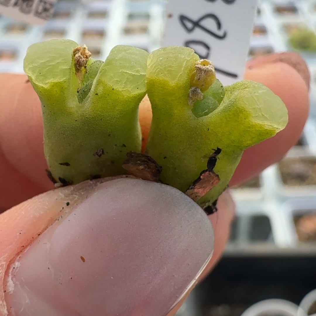 125两颗头颅在舞台舞台