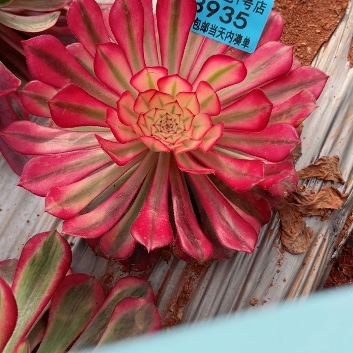 白月光3935多肉植物