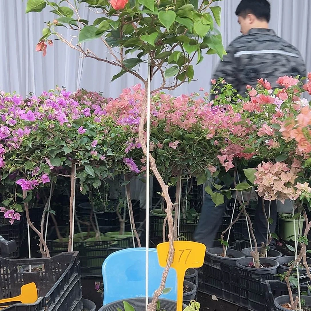 我***我当前无花栽培后可以开花H77不甜