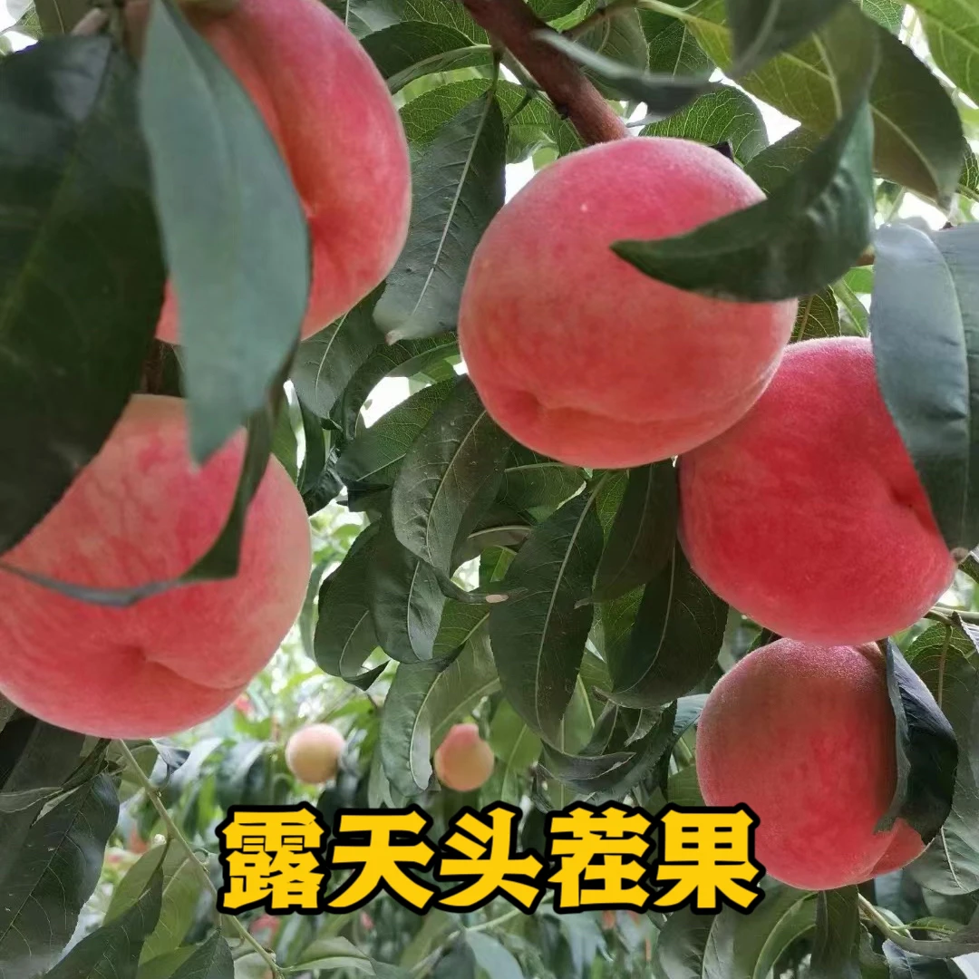 娘娘贡顺丰包邮新鲜现摘水蜜桃脆甜多汁应季水果礼盒