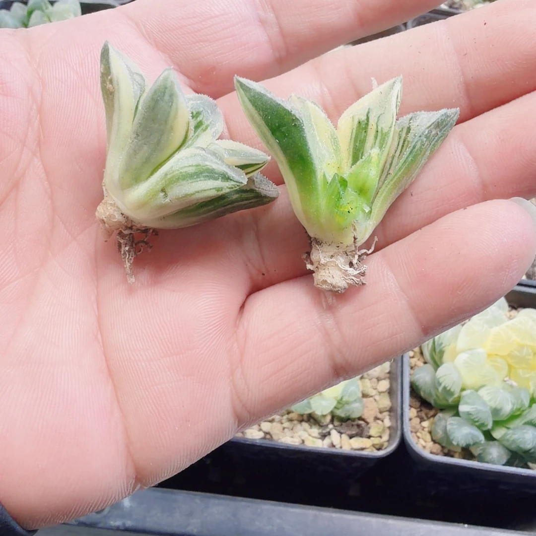 十二卷福利锦2颗无根残一颗