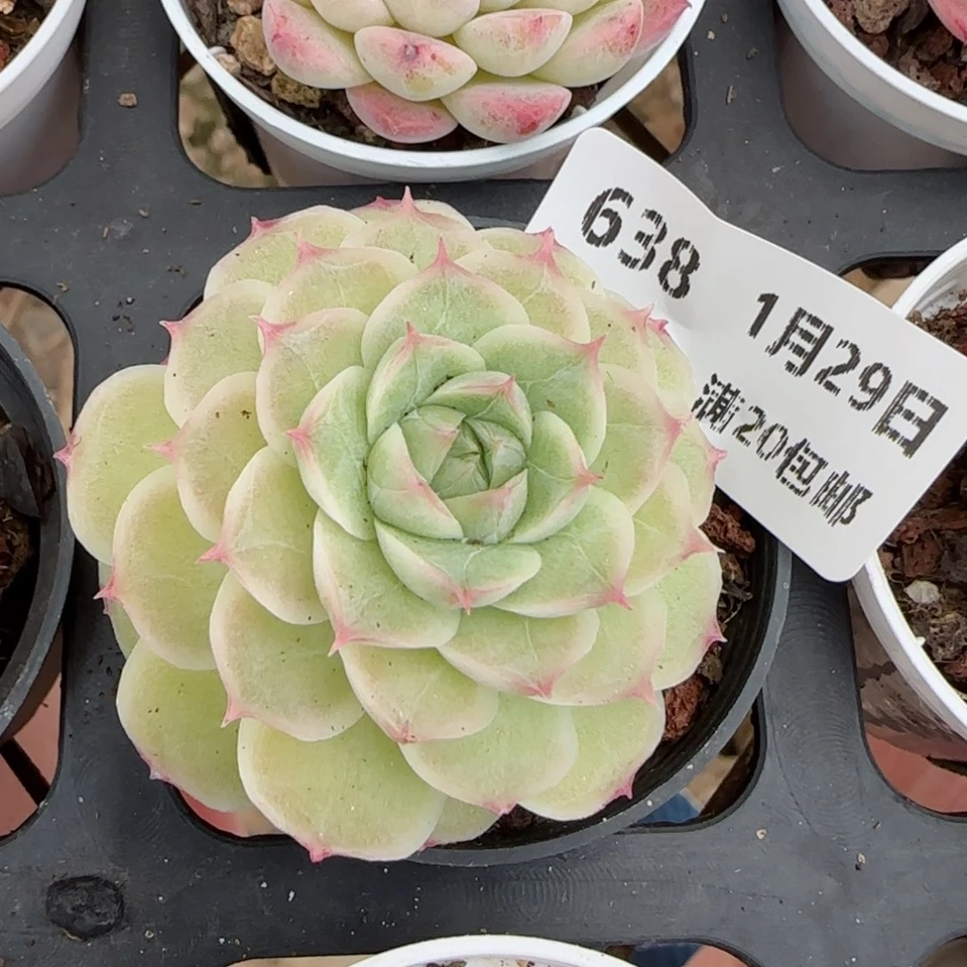 花语逸镜0129-638