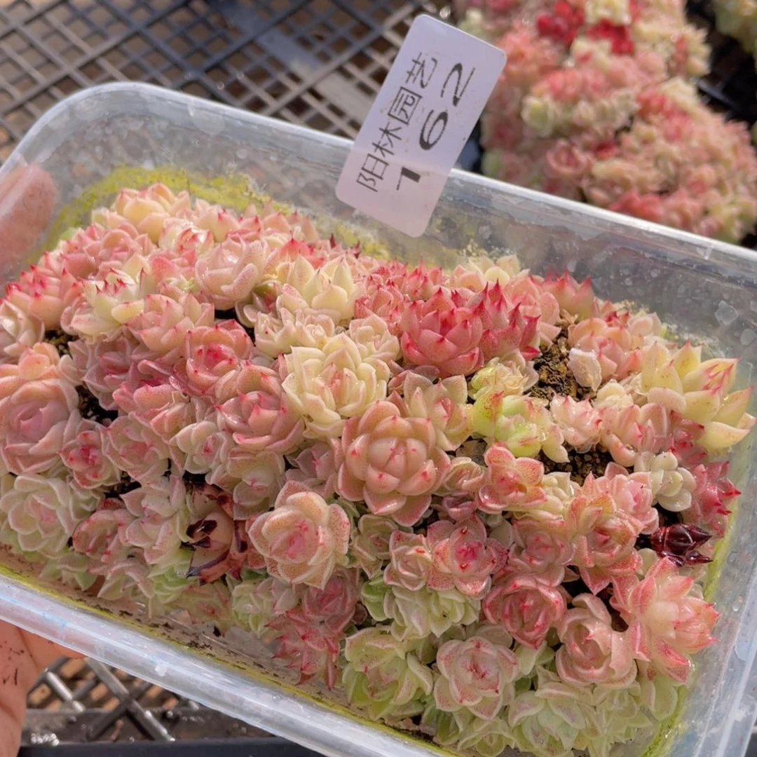 多肉植物多肉植物162