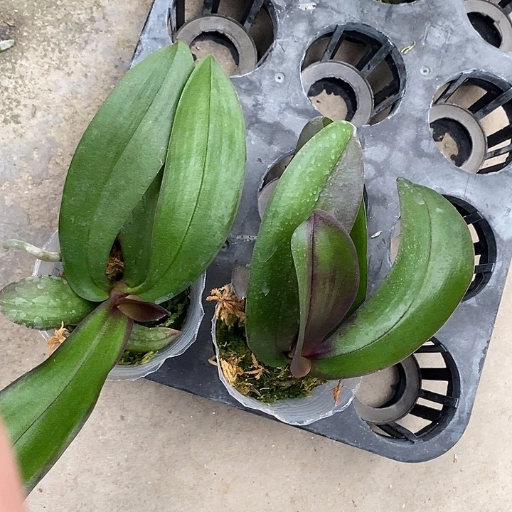 当前无花栽培后可以开花变异婚纱