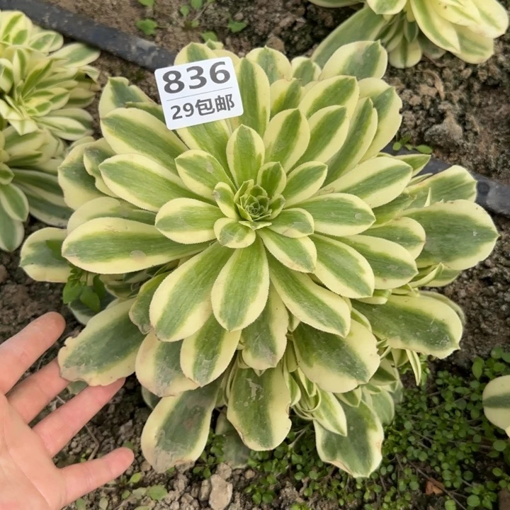 迈巴赫……多肉植物……