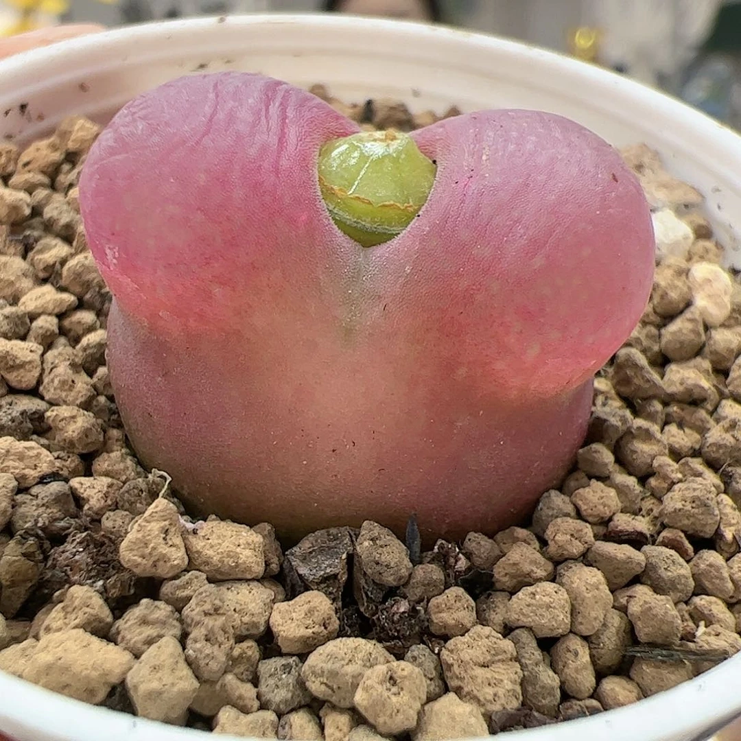 【闪购商品】232 粉毛