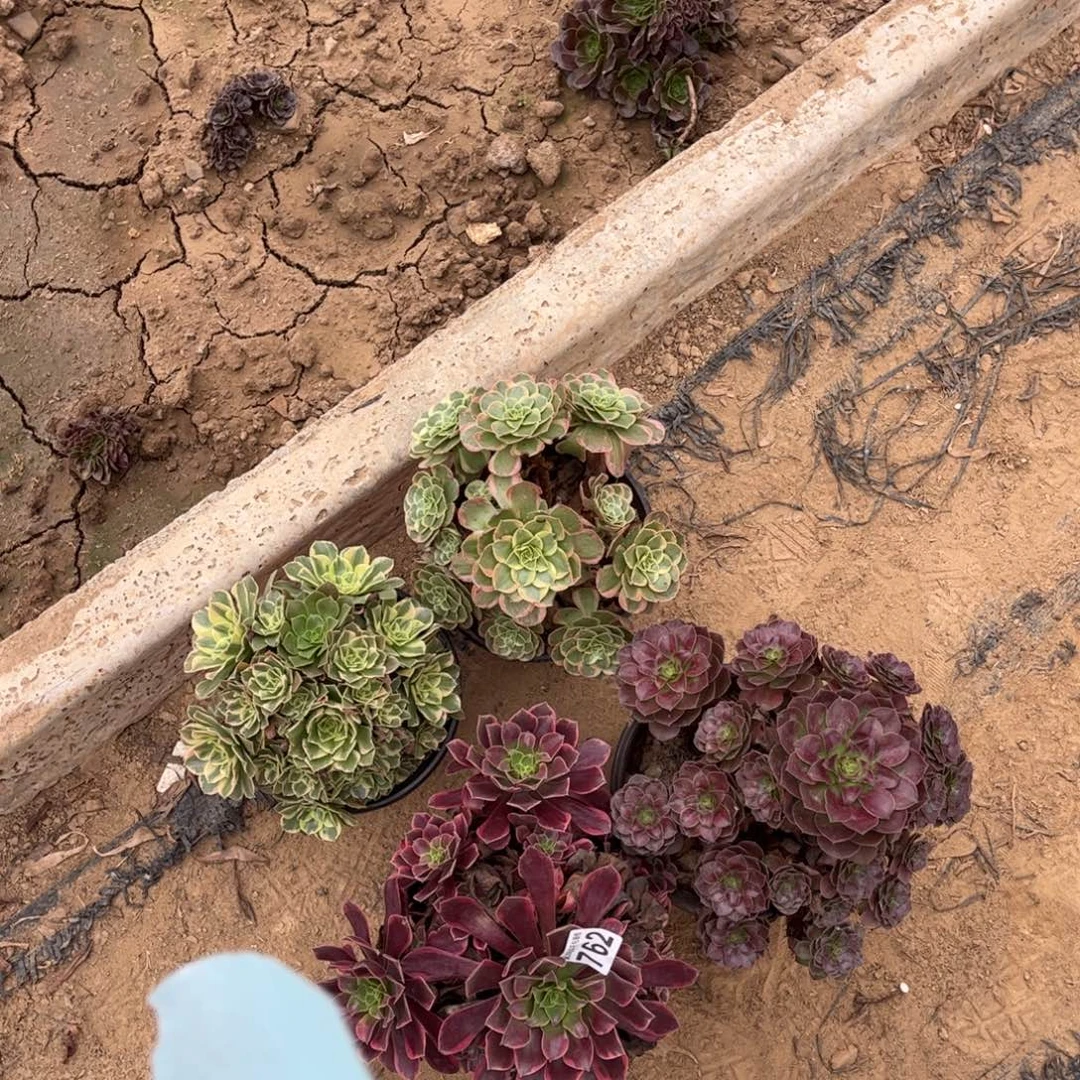 套餐四颗762不包断枝