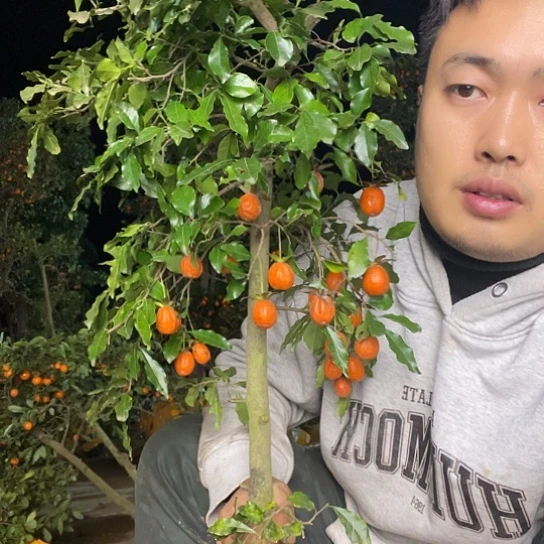 无花朵金弹子庭院原生品种