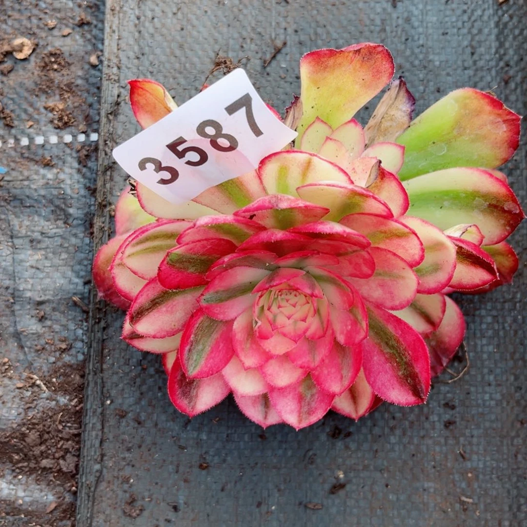 倾城多肉28包邮发货