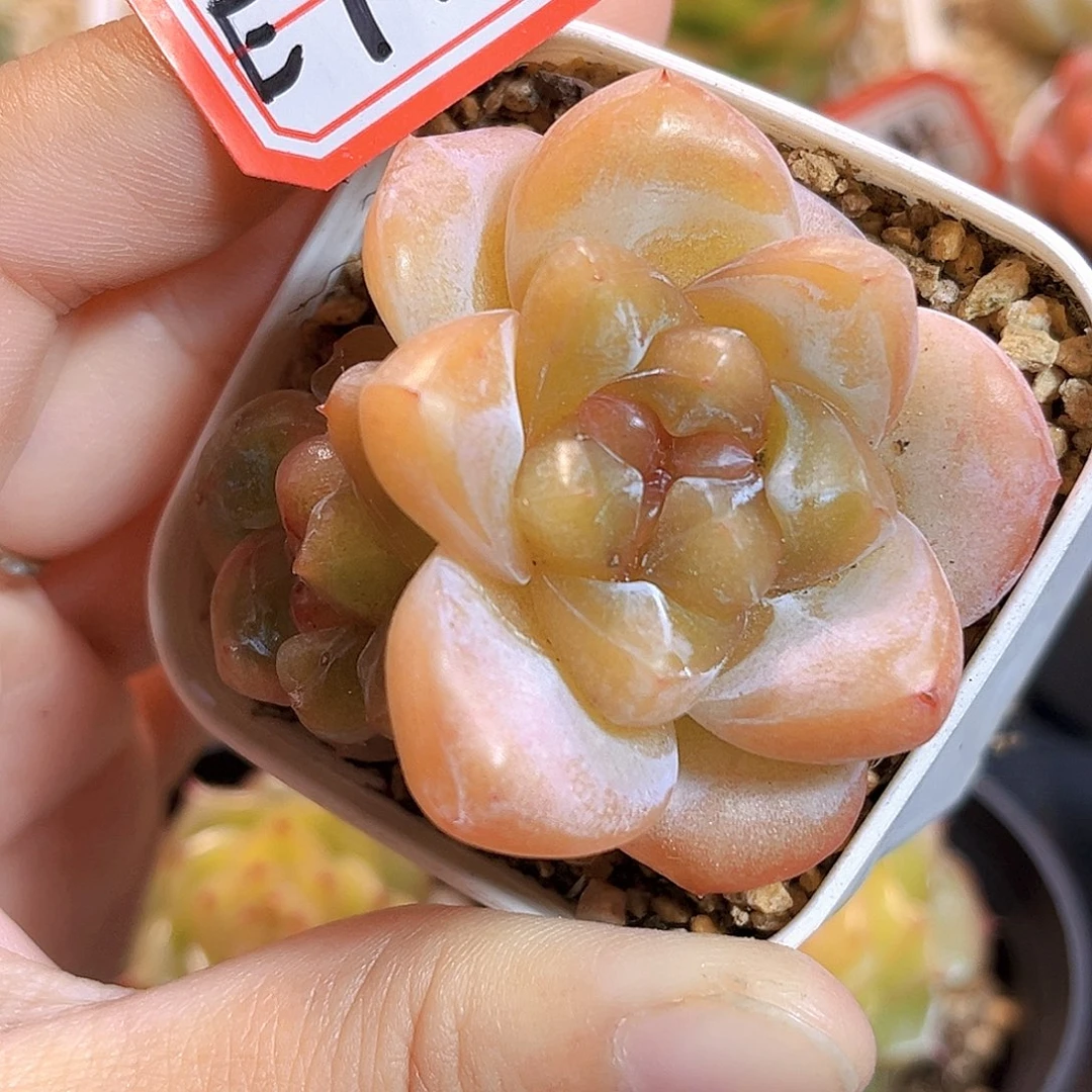 E743一物一拍 莳花珍妮