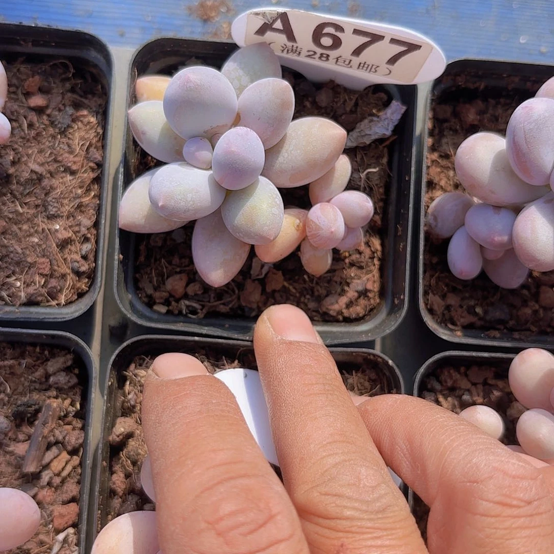 A677珍珠奶一物一拍