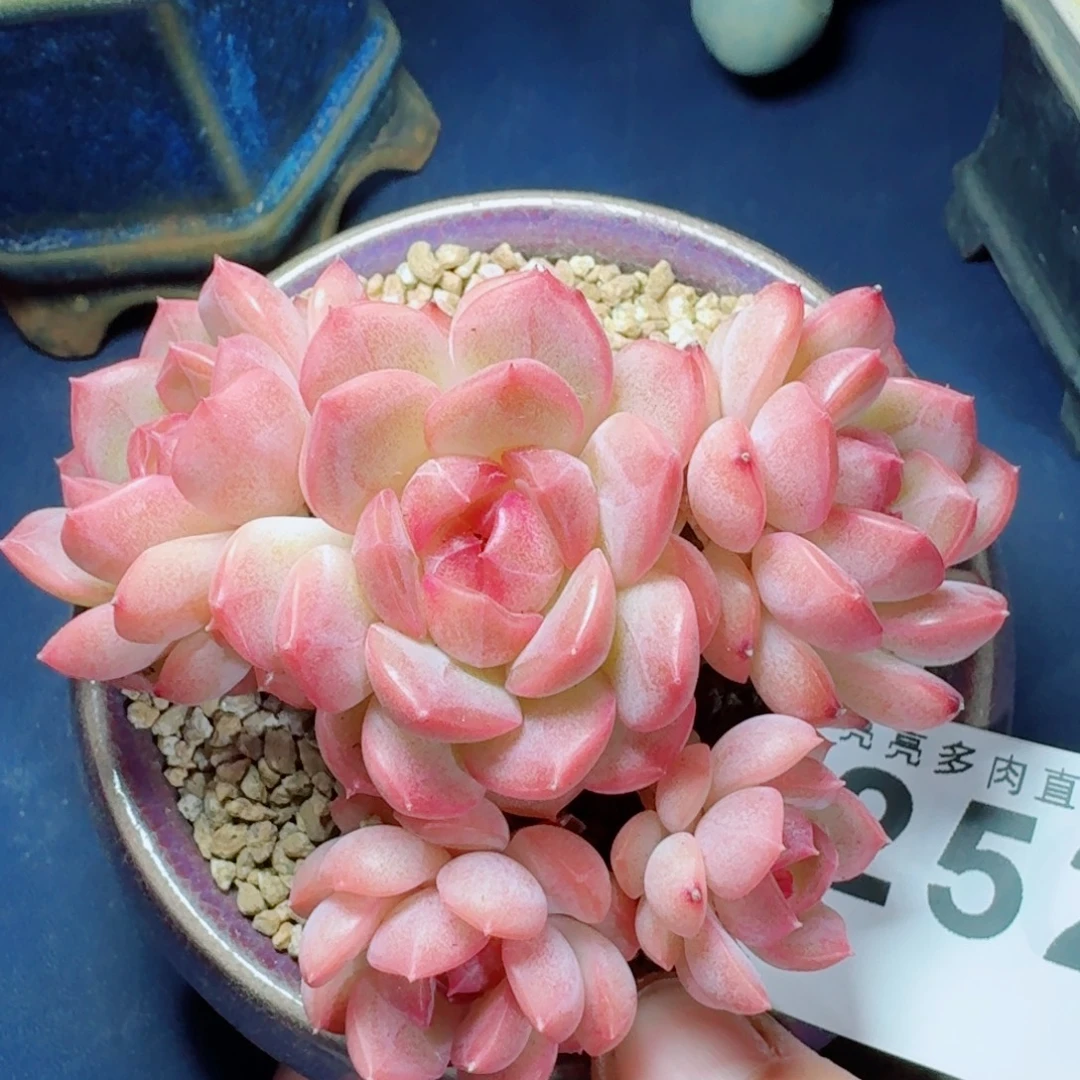 琴心群生      愿你一路坦途，乘风破浪展宏图