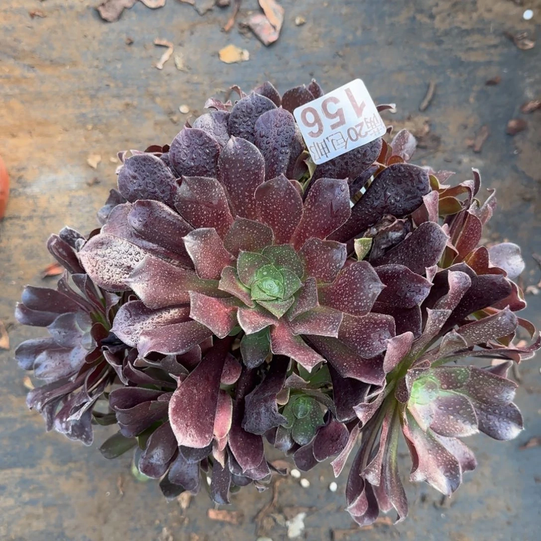 爱心梅花博迪156满20包邮断枝不包