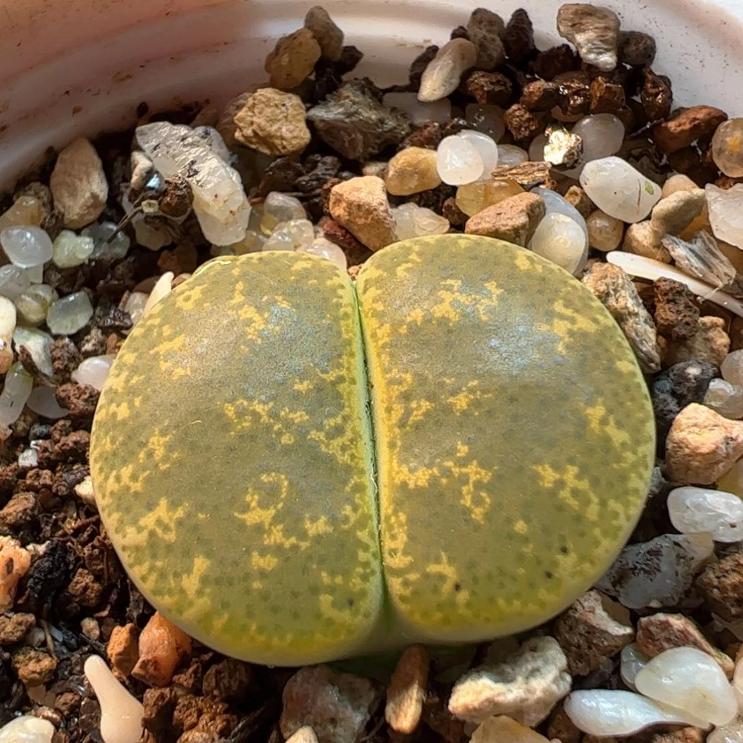 085多肉植物百科