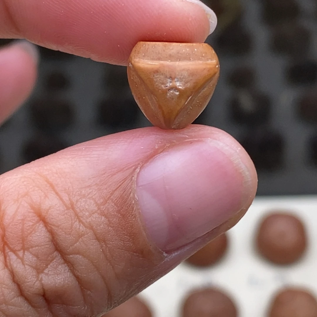 ℘***࿐凤眼菩提吊坠龙塔