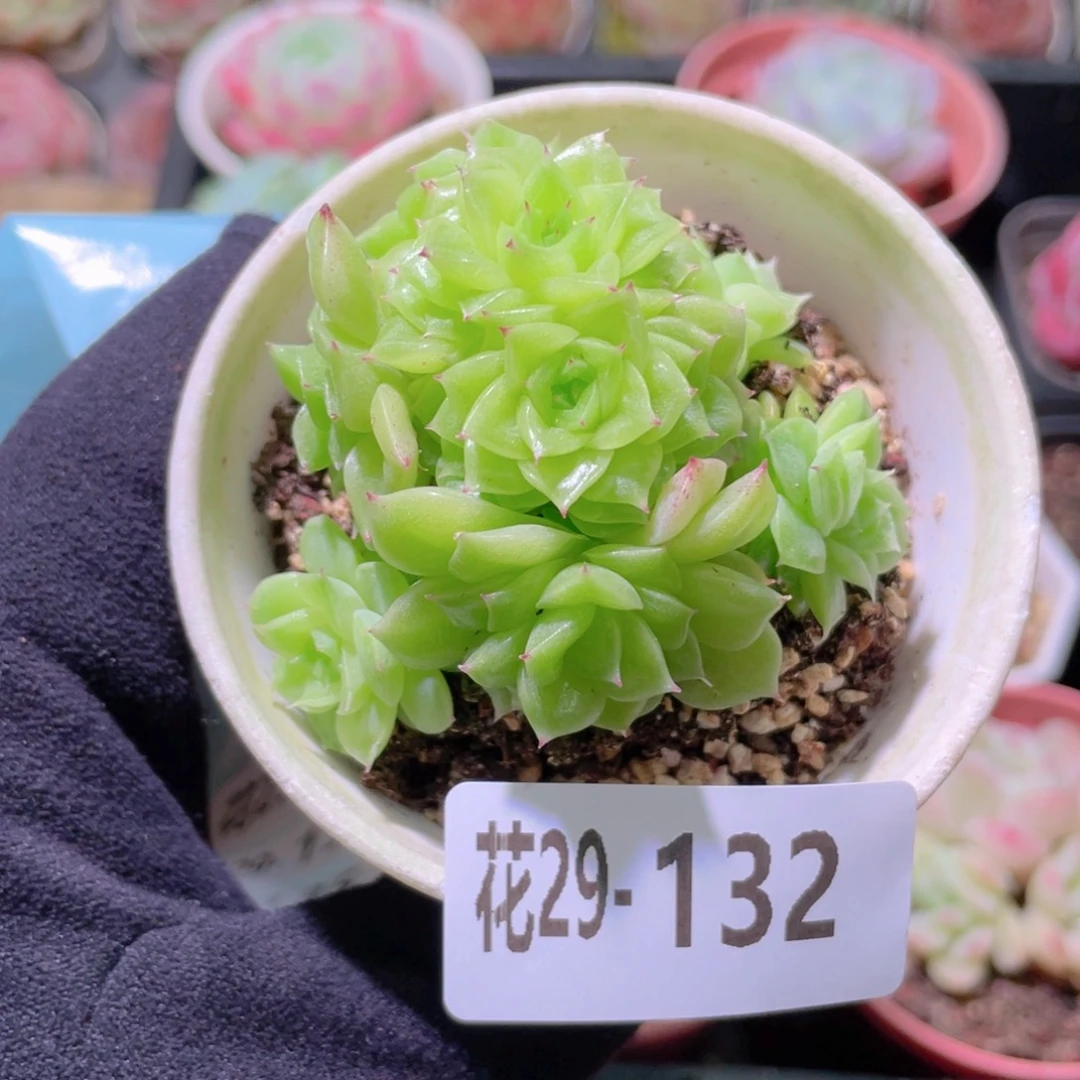 花利美29-132麦秆