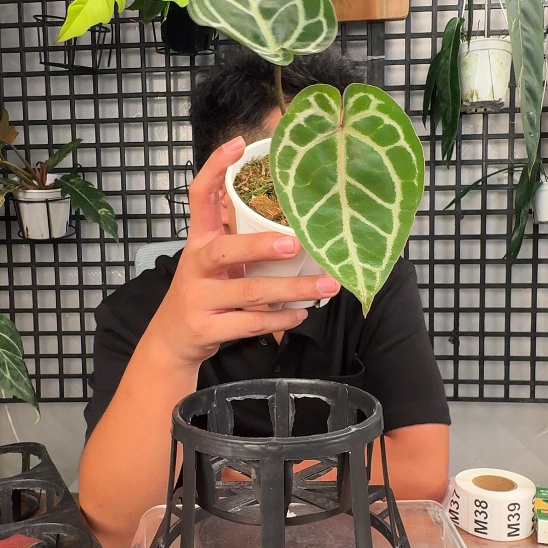 我***咸无花朵一物一拍M37