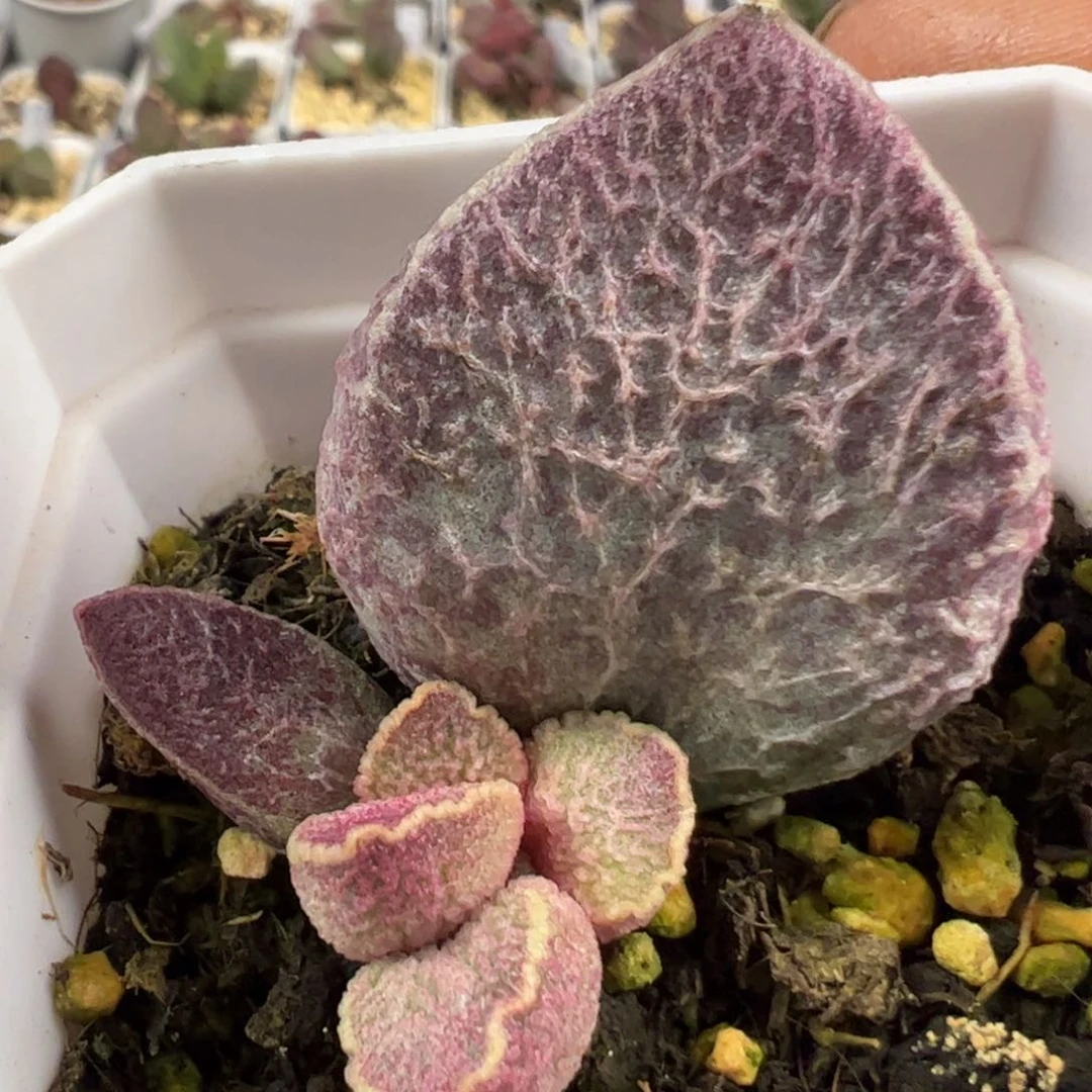 哈默猪肝大胖子满纹路多肉植物