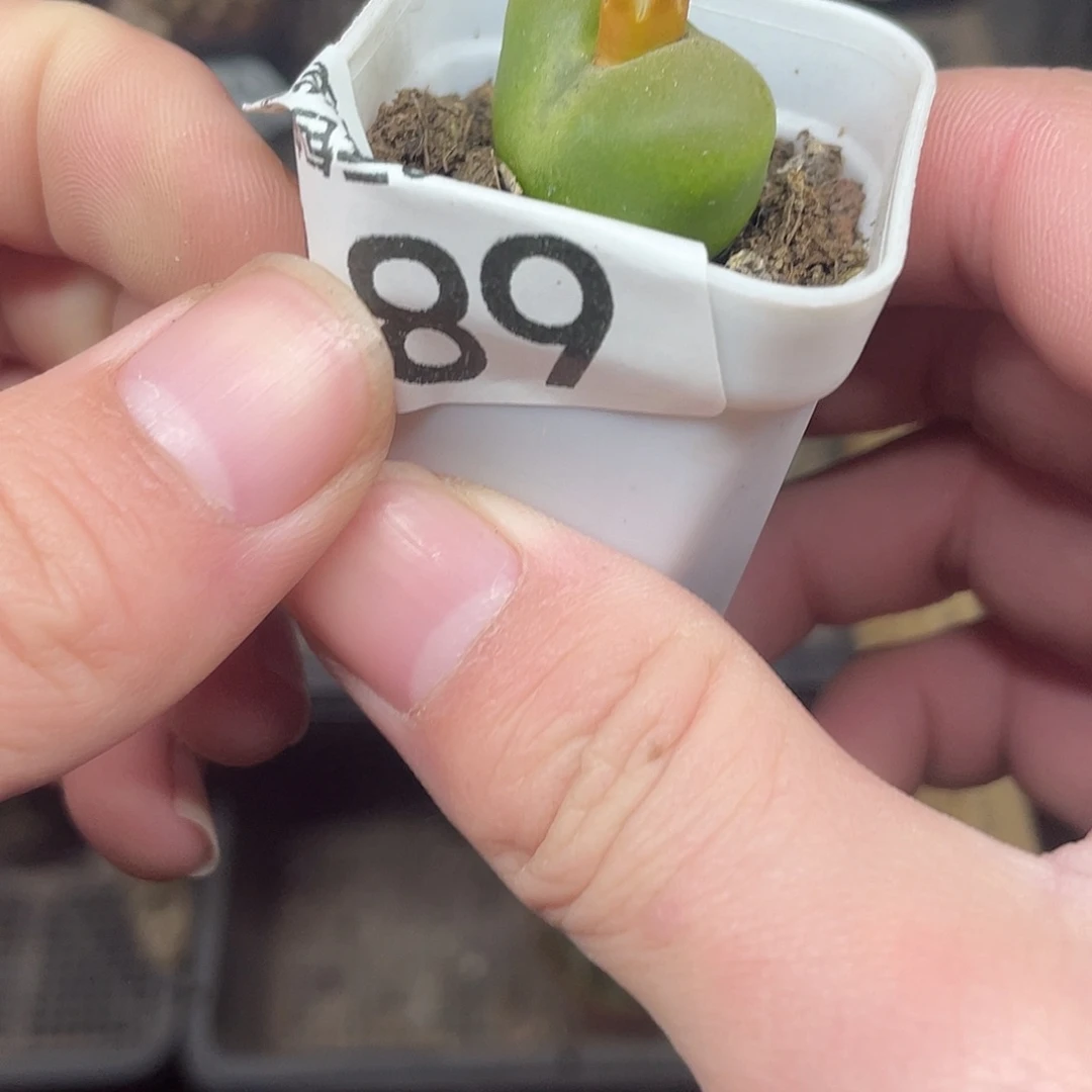 毛汗尼（满18包邮）