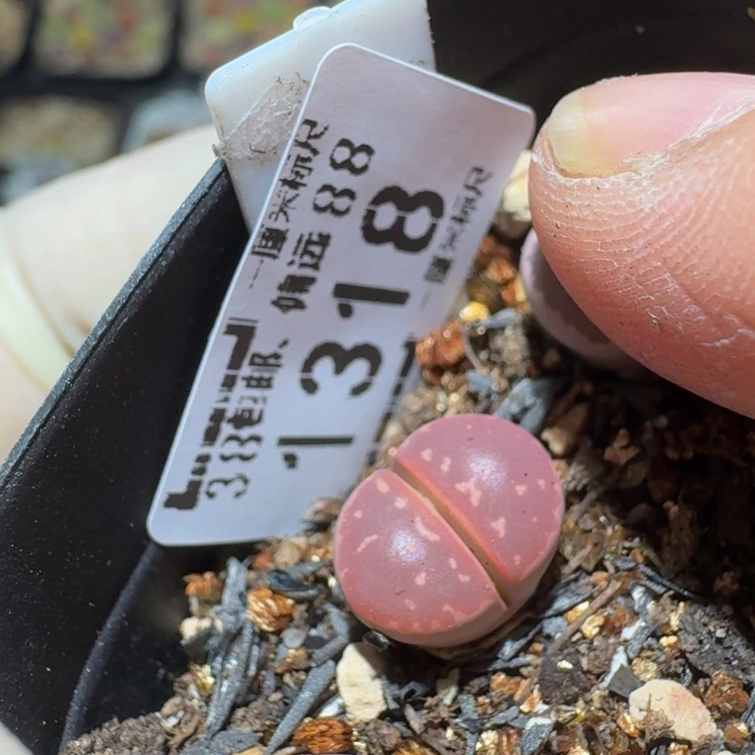 zzzz生石花肉锥1318