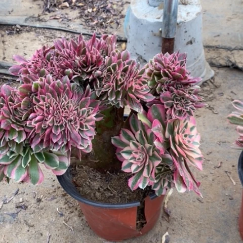 粉女巫缀有干巴48多肉植物