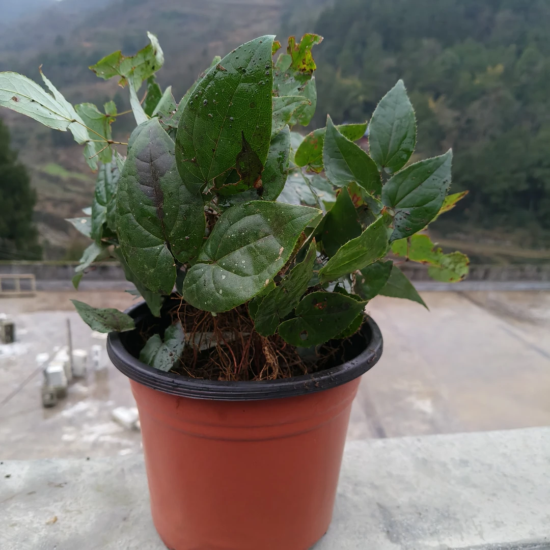 贵州高山原生态淫羊藿，盆栽