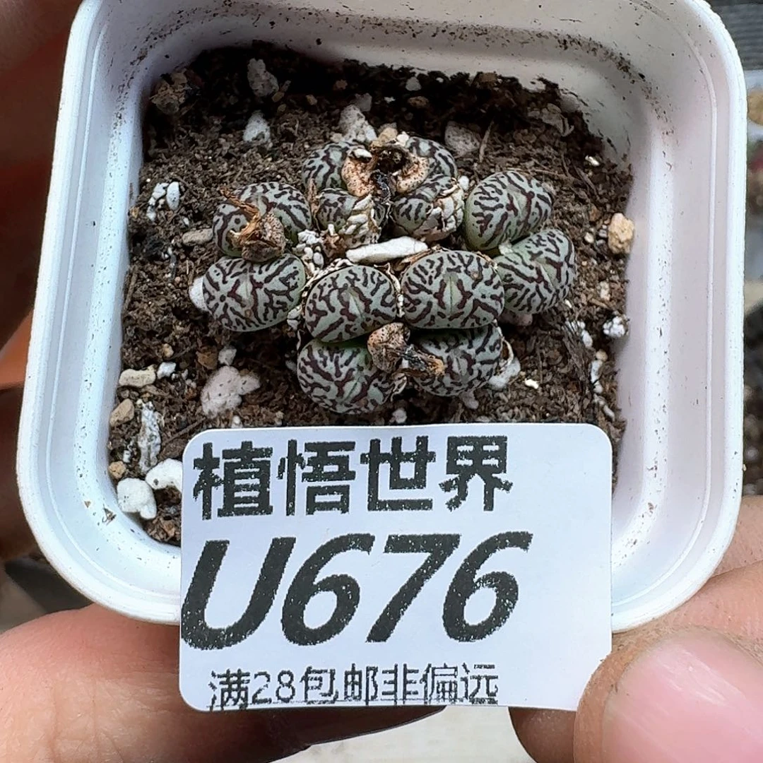 多肉植物的润泽fgb