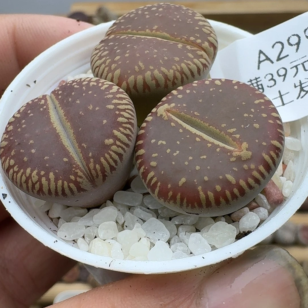 299多肉哈哈哈哈哈哈哈