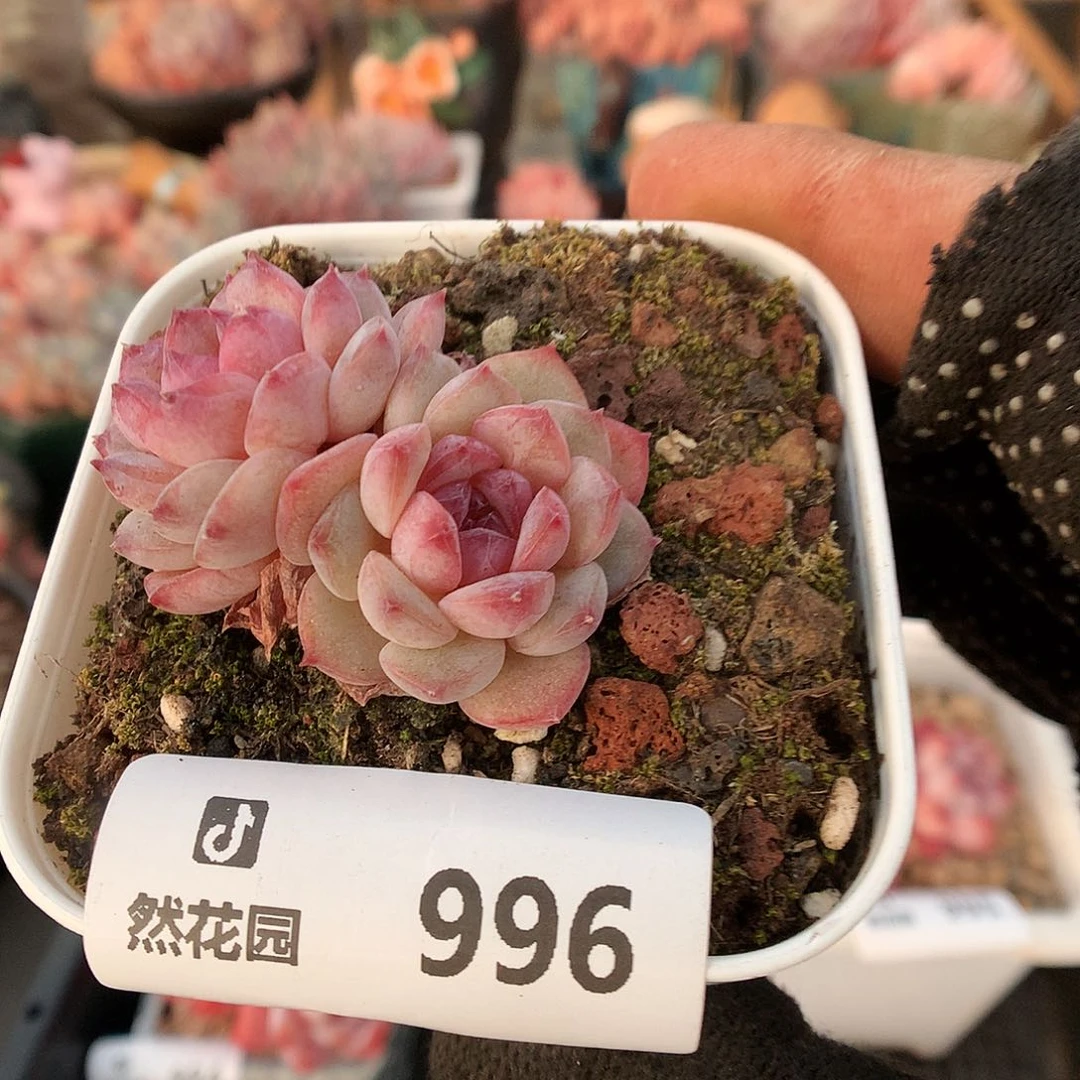 996冰魄多肉植物6666