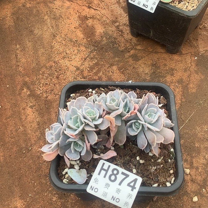 圣卡朵朵 不确定土里有没有侧切