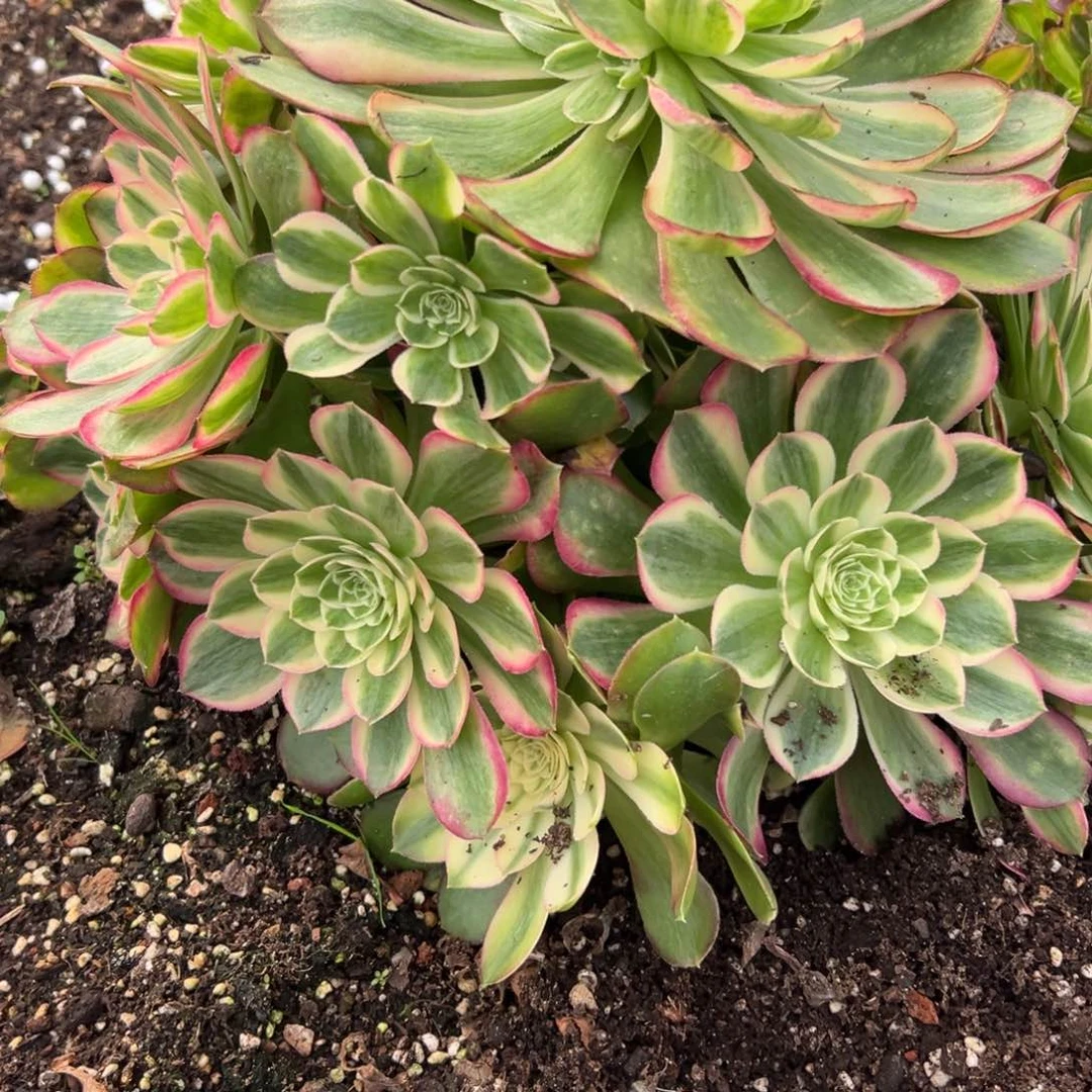 345孔雀翎多肉多破了多肉