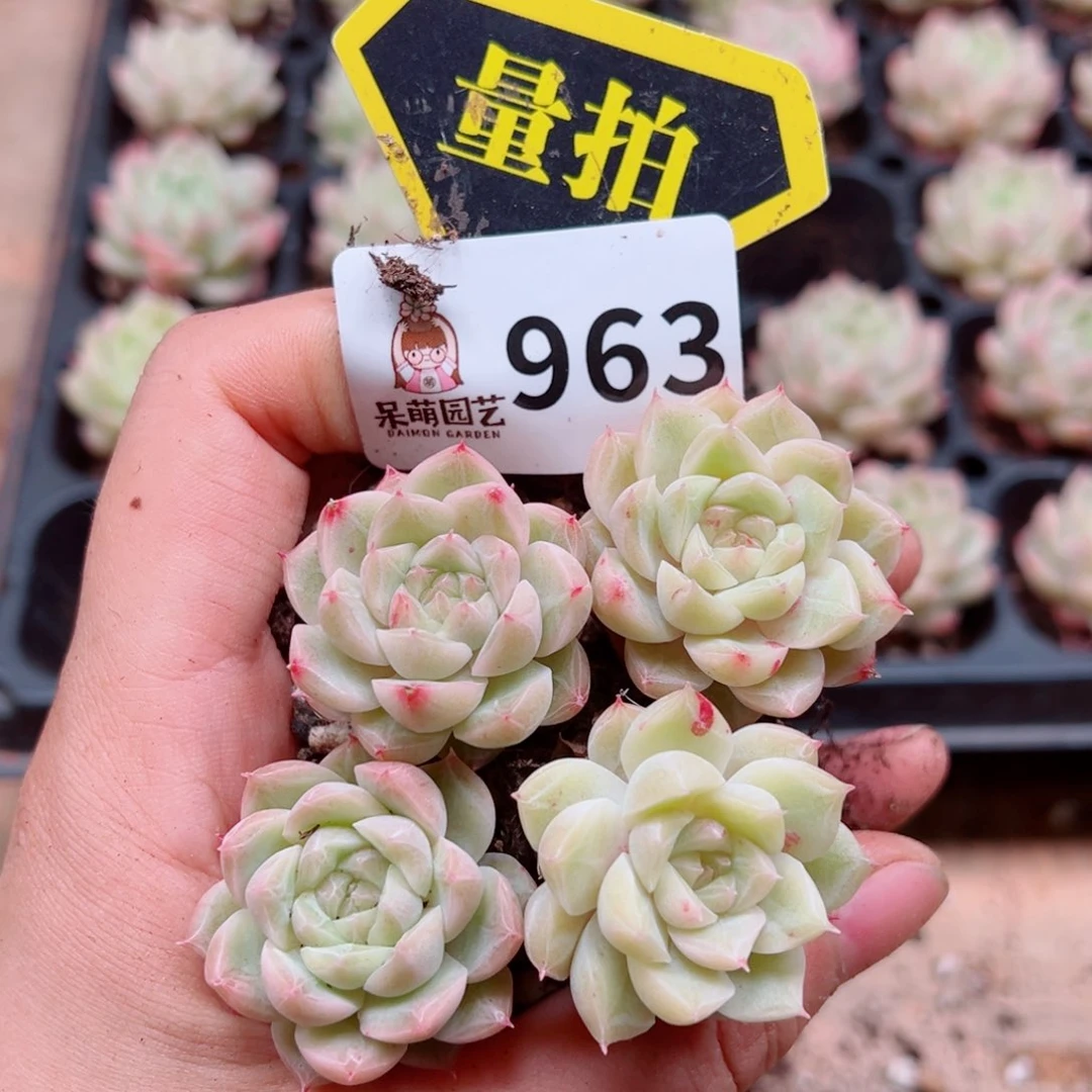 当前无花朵，栽培后可花朵